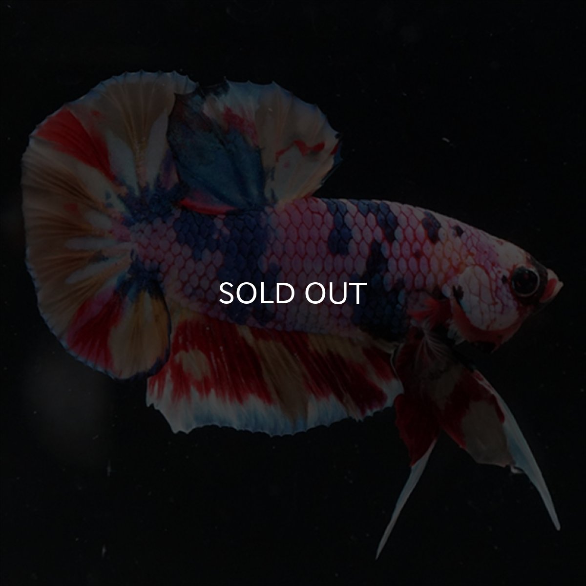 画像9: HMPK　キャンディギャラクシー (9)