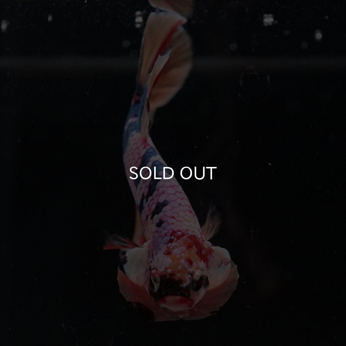 画像7: HMPK　キャンディギャラクシー (7)