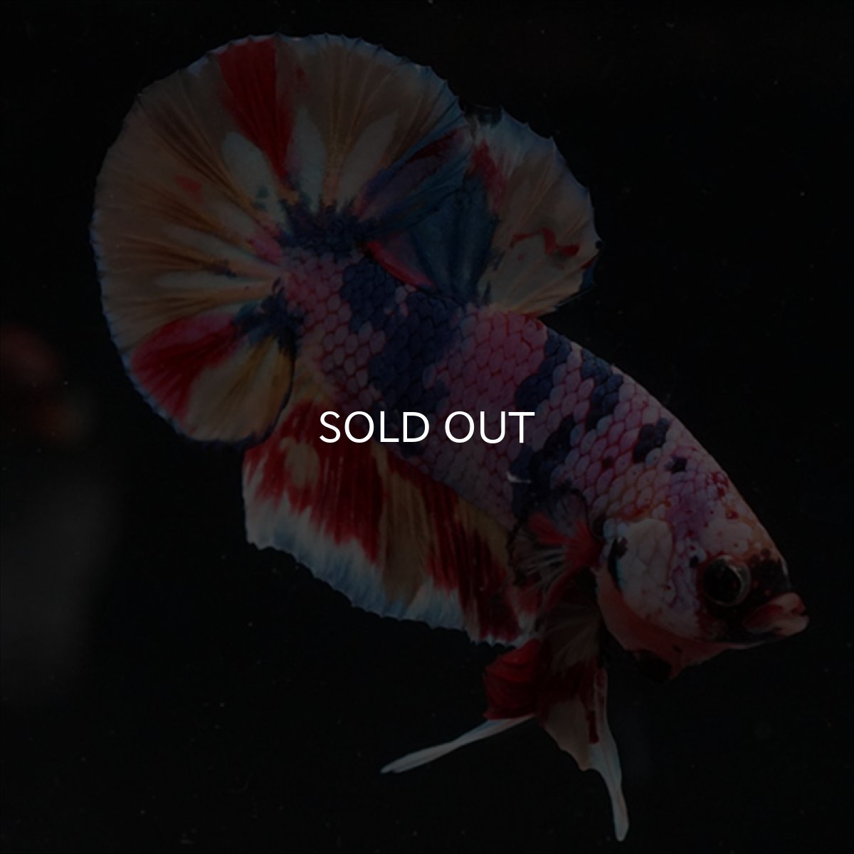 画像6: HMPK　キャンディギャラクシー (6)