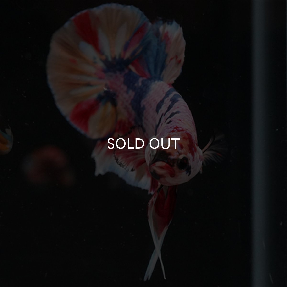 画像5: HMPK　キャンディギャラクシー (5)