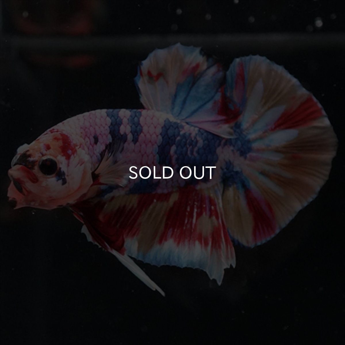 画像4: HMPK　キャンディギャラクシー (4)