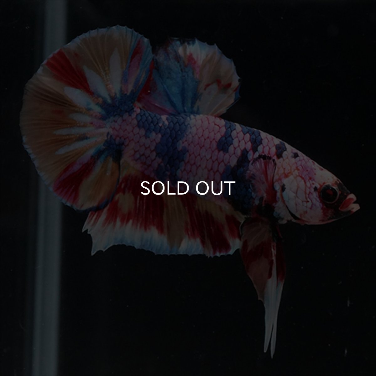 画像3: HMPK　キャンディギャラクシー (3)