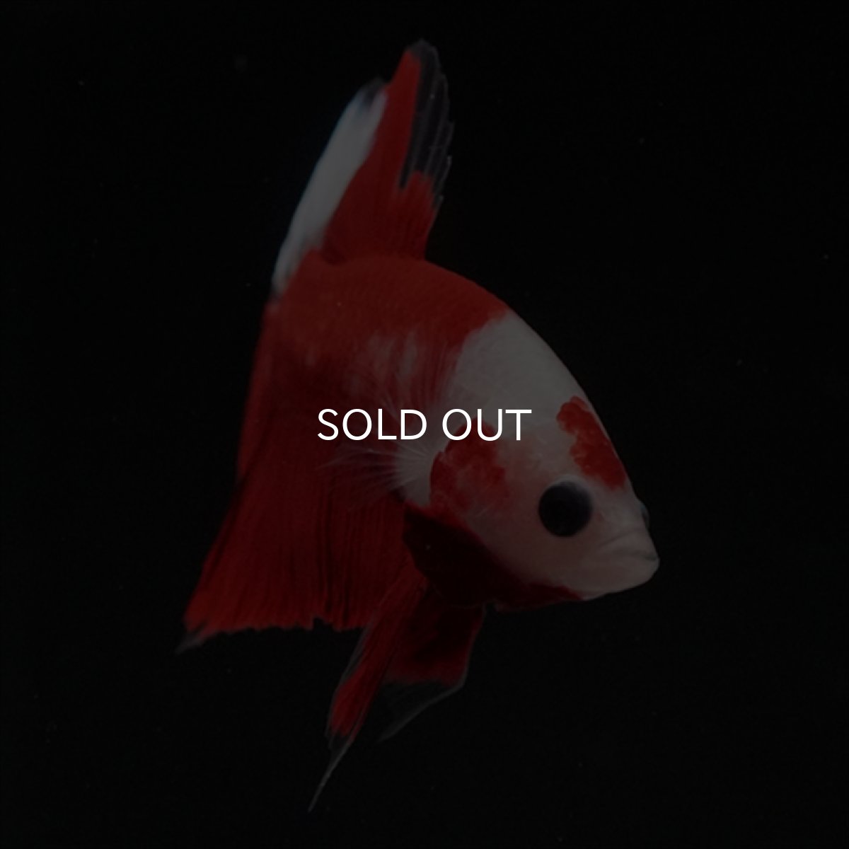 画像18: HMPK　紅白 (18)