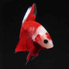 画像18: HMPK　紅白 (18)