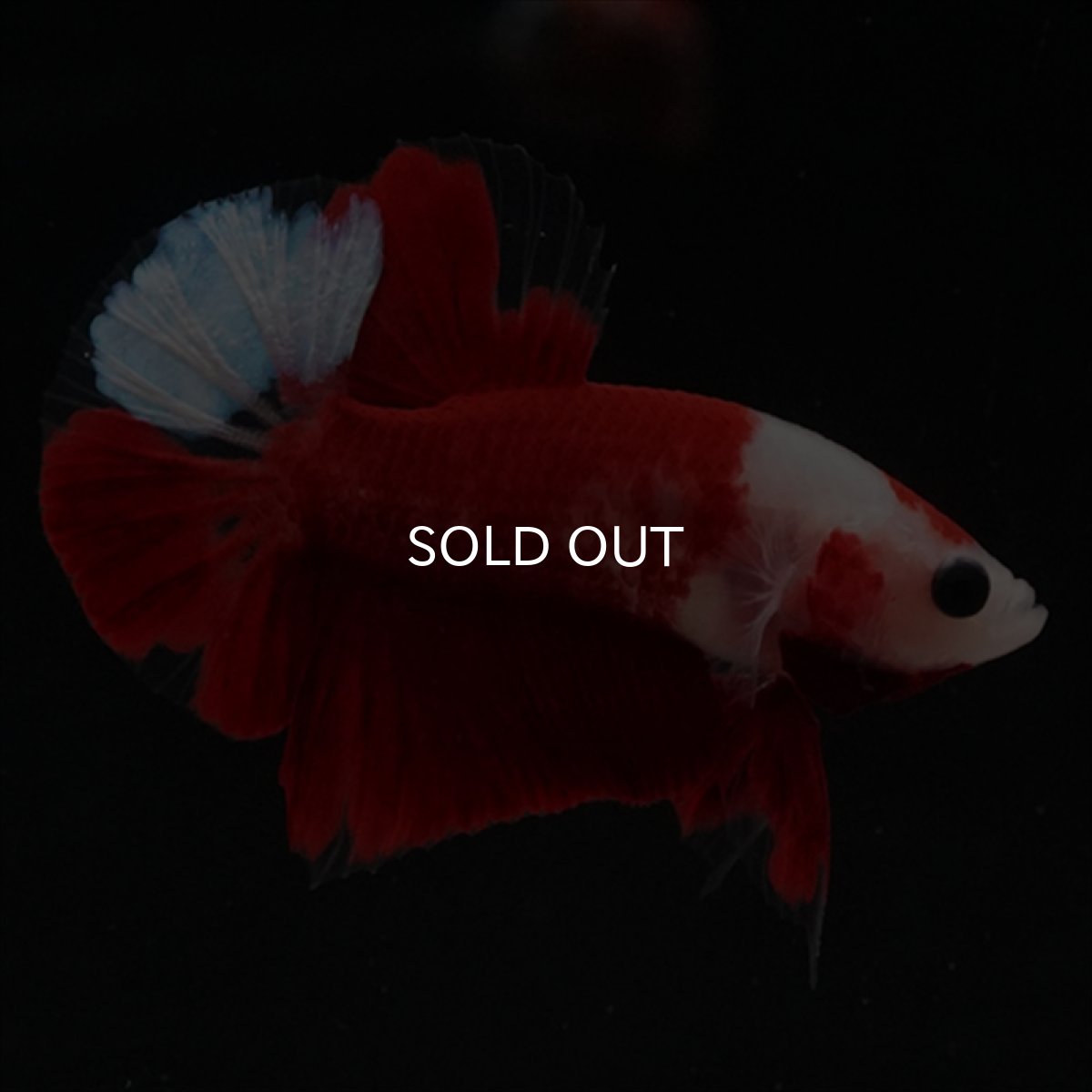 画像17: HMPK　紅白 (17)