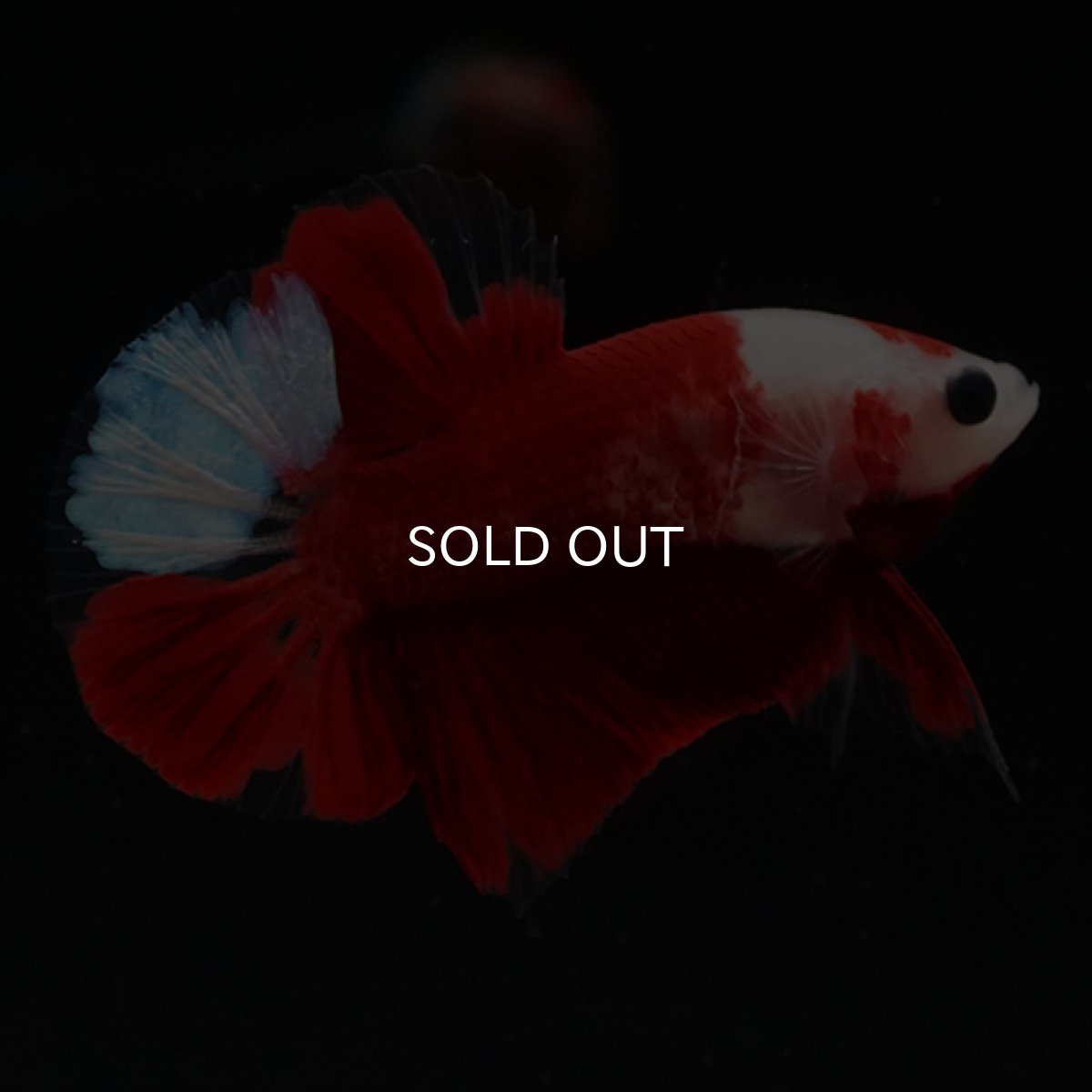 画像16: HMPK　紅白 (16)