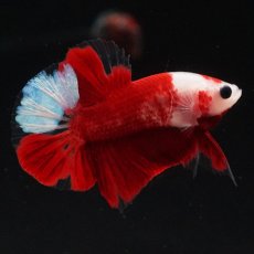 画像16: HMPK　紅白 (16)