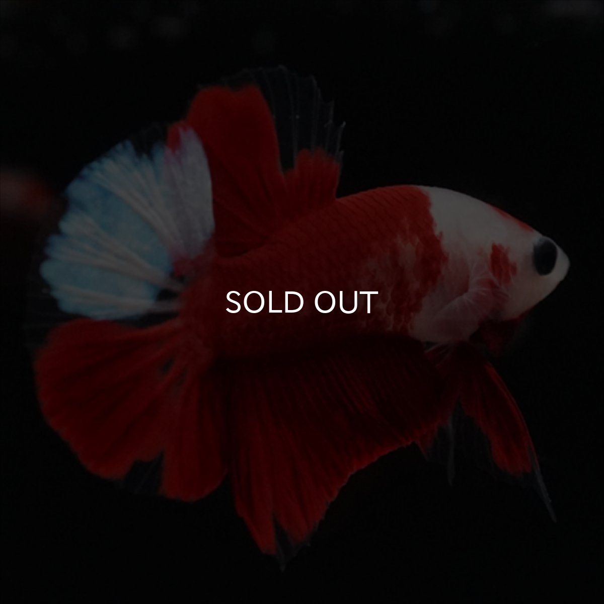 画像15: HMPK　紅白 (15)