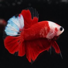 画像15: HMPK　紅白 (15)
