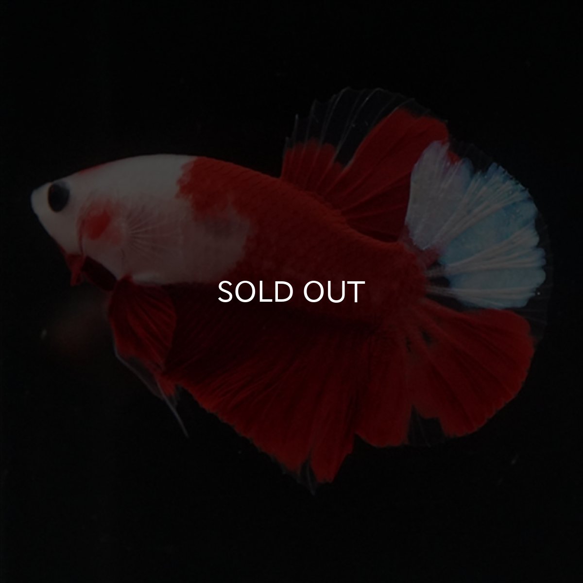 画像1: HMPK　紅白 (1)