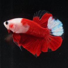 画像1: HMPK　紅白 (1)