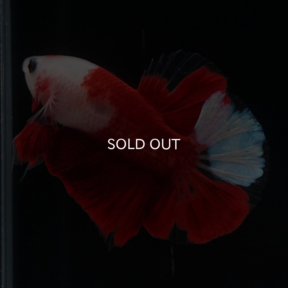 画像14: HMPK　紅白 (14)