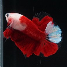 画像14: HMPK　紅白 (14)