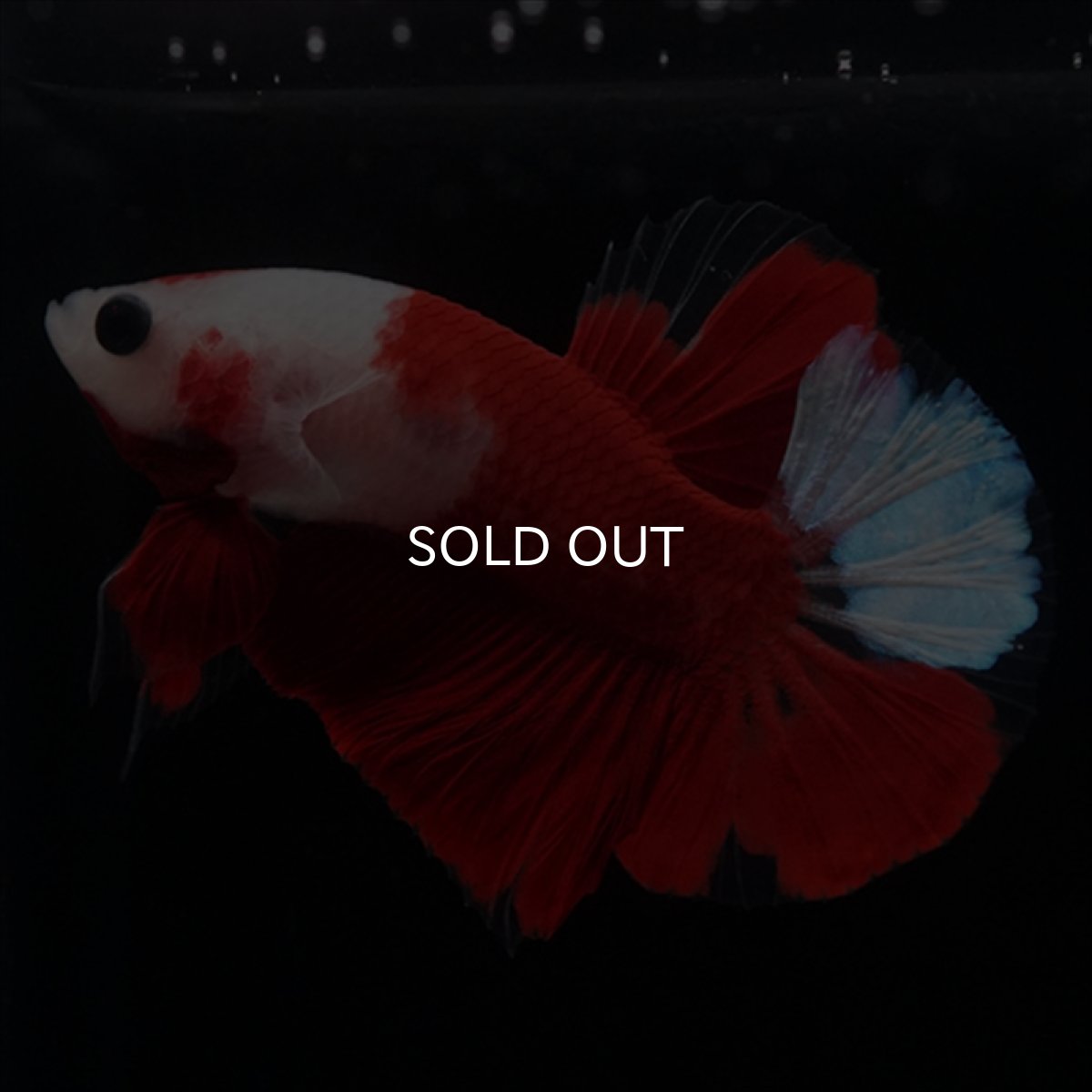 画像13: HMPK　紅白 (13)