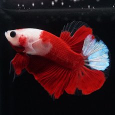 画像13: HMPK　紅白 (13)
