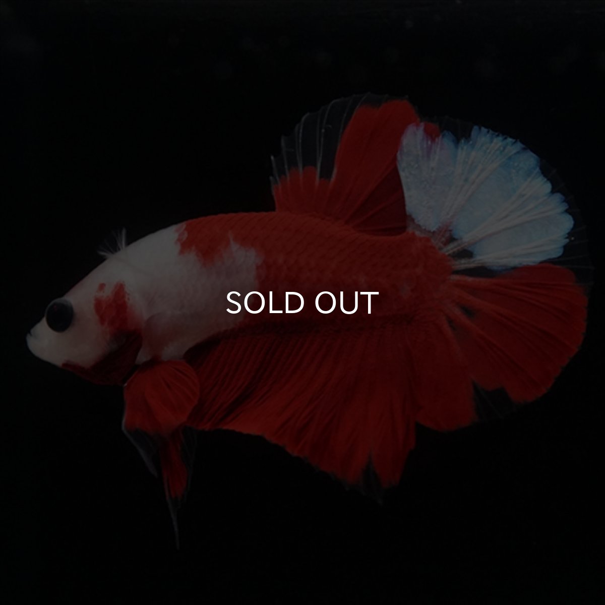 画像12: HMPK　紅白 (12)