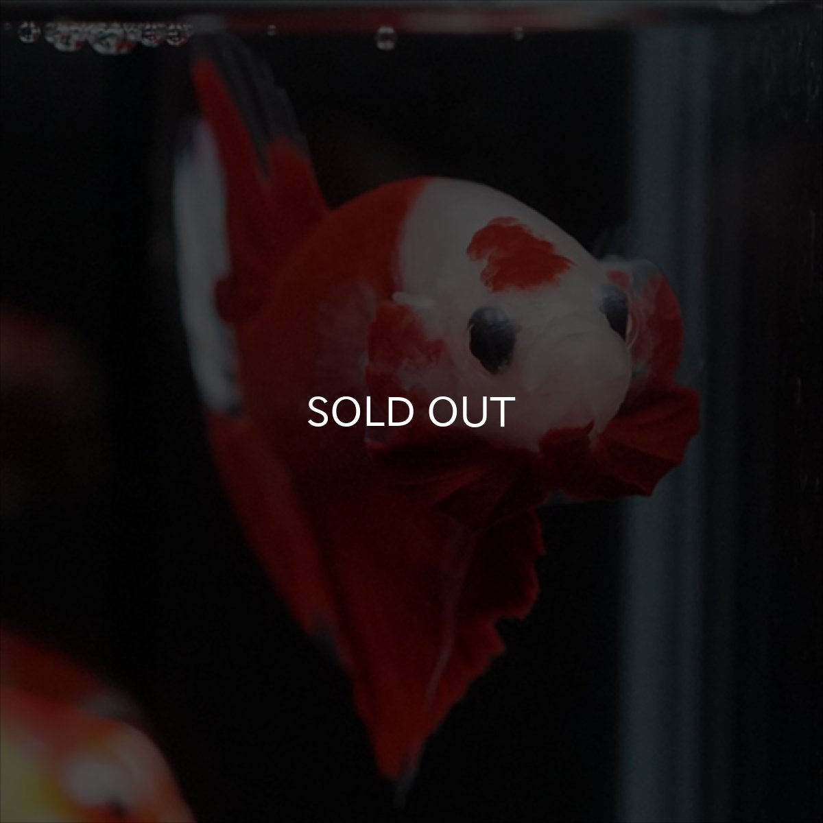 画像11: HMPK　紅白 (11)