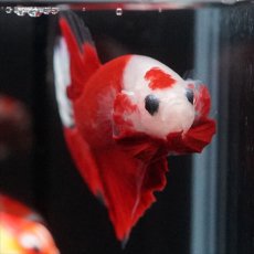 画像11: HMPK　紅白 (11)