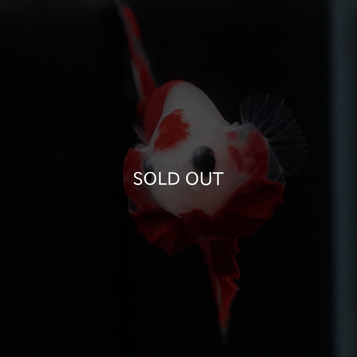 画像3: HMPK　紅白 (3)