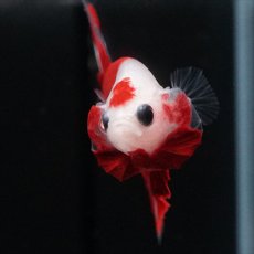 画像3: HMPK　紅白 (3)