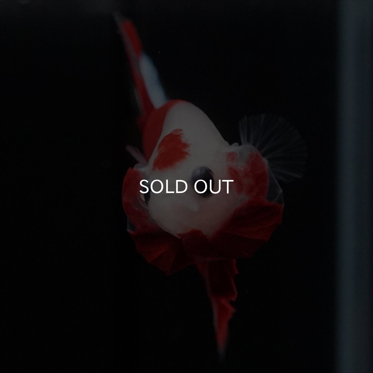 画像10: HMPK　紅白 (10)