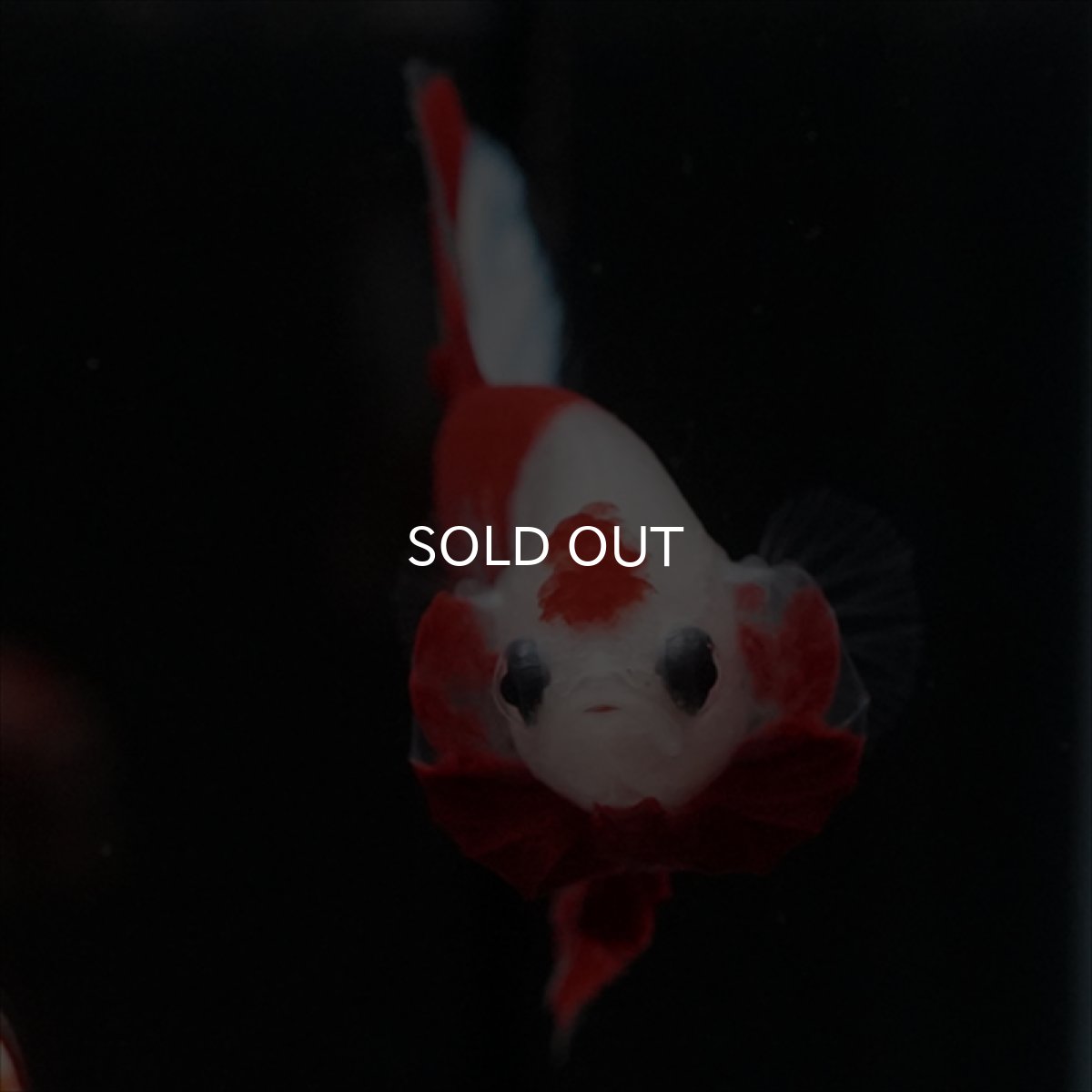 画像7: HMPK　紅白 (7)