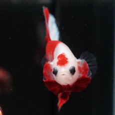 画像7: HMPK　紅白 (7)