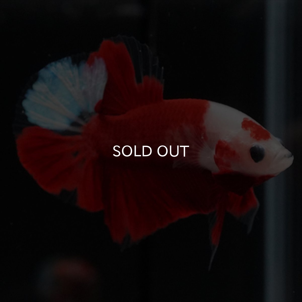 画像9: HMPK　紅白 (9)