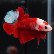 画像9: HMPK　紅白 (9)