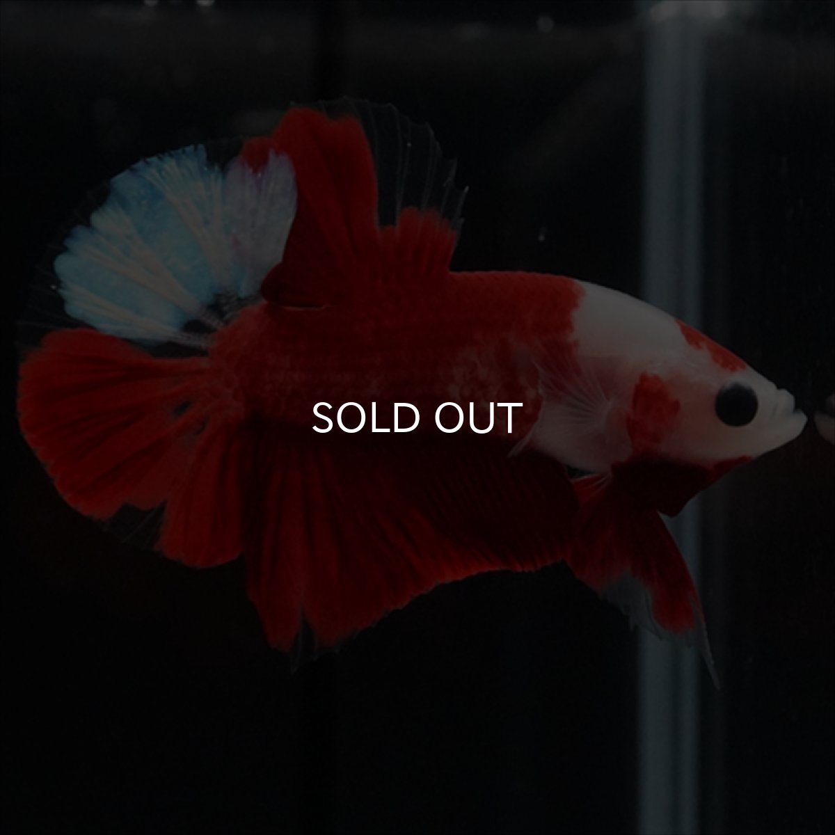 画像8: HMPK　紅白 (8)