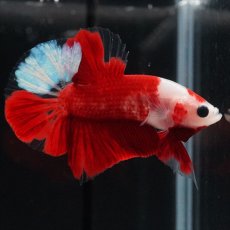 画像8: HMPK　紅白 (8)