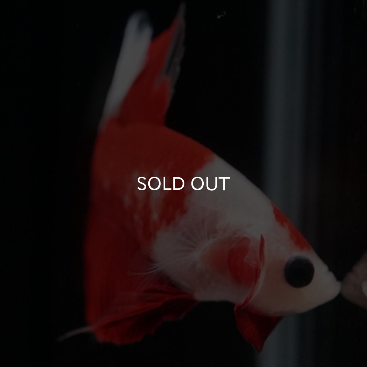 画像6: HMPK　紅白 (6)