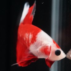 画像6: HMPK　紅白 (6)