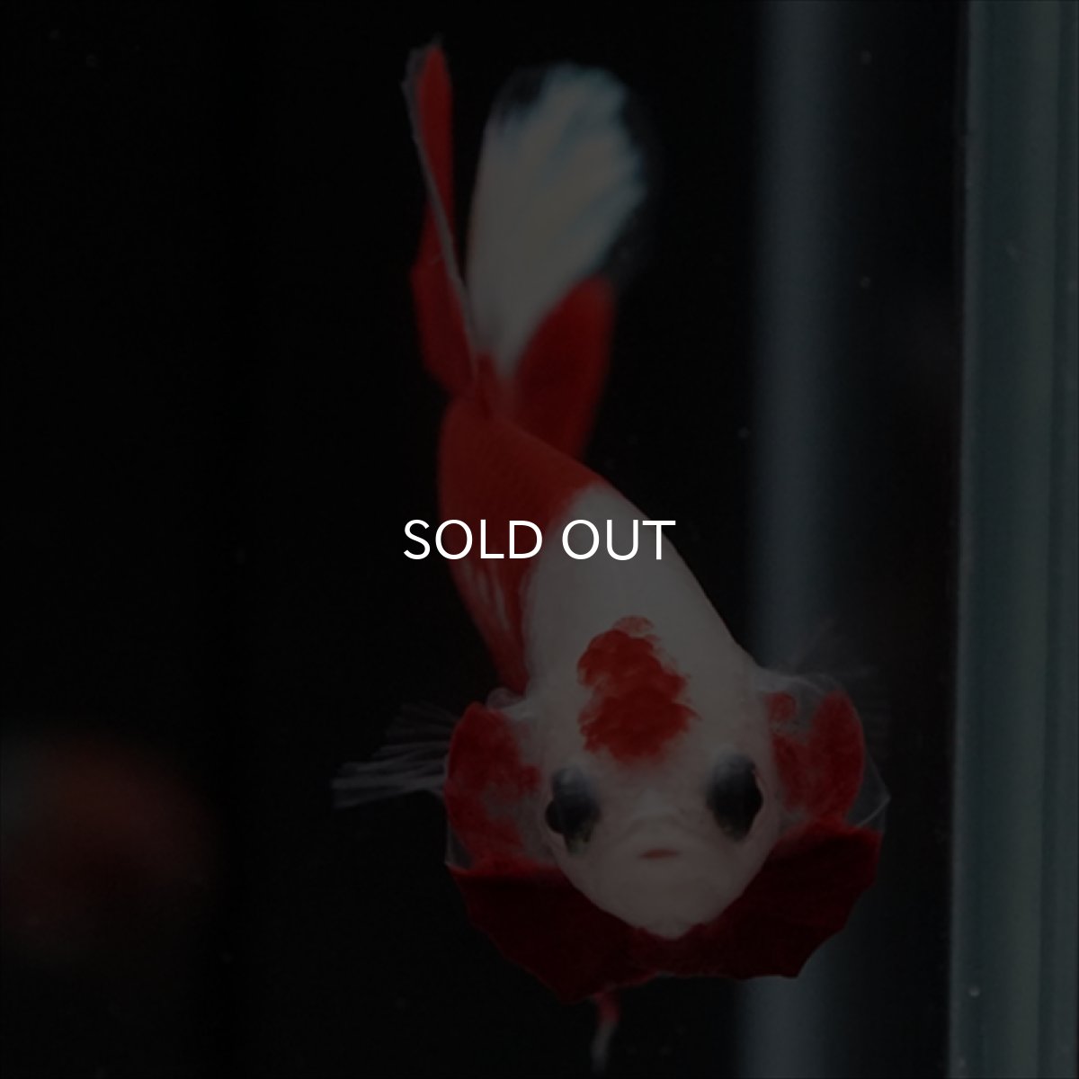 画像5: HMPK　紅白 (5)