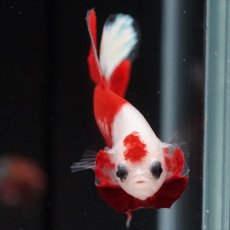 画像5: HMPK　紅白 (5)