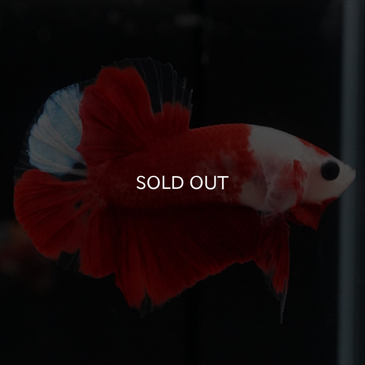 画像2: HMPK　紅白 (2)