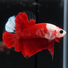 画像2: HMPK　紅白 (2)
