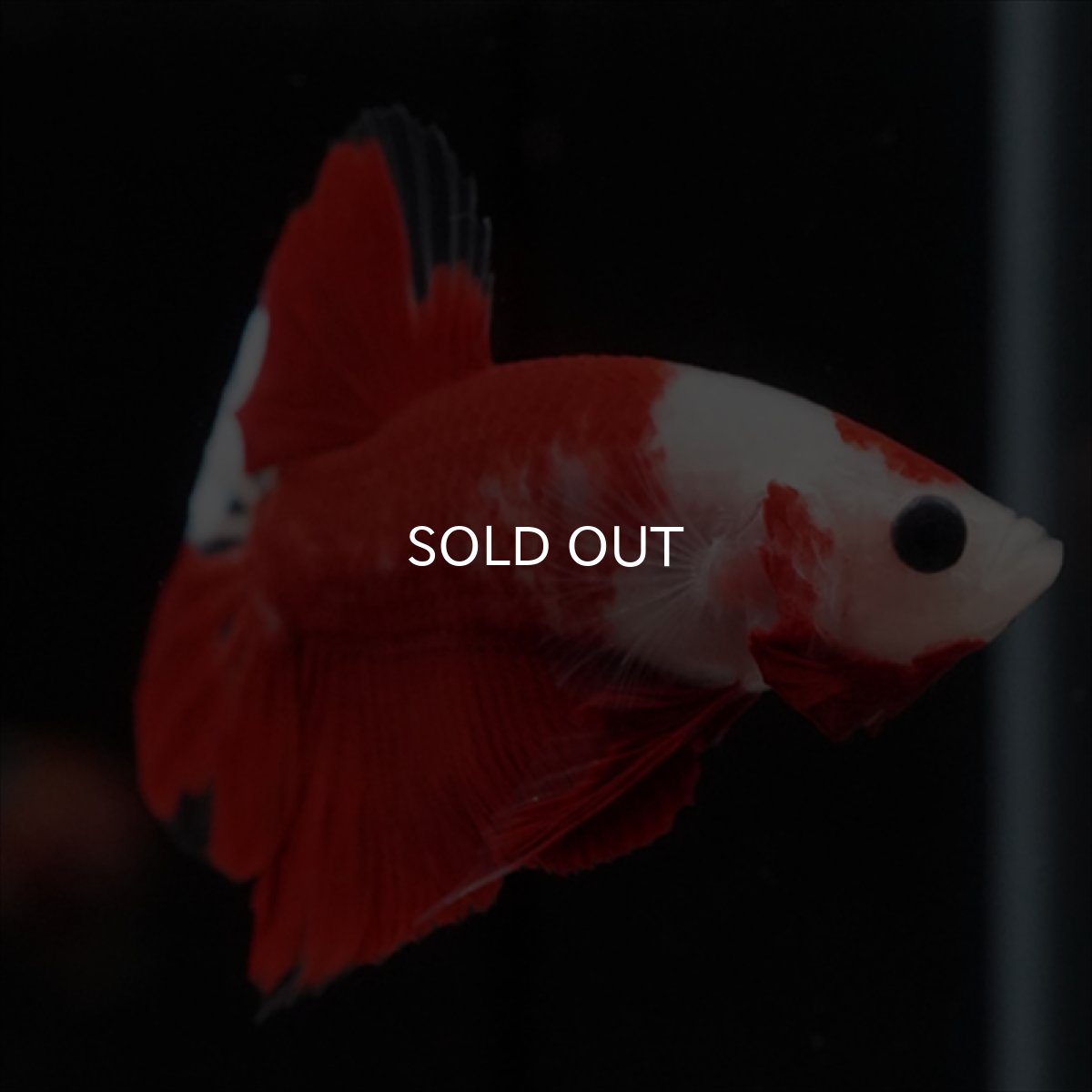 画像4: HMPK　紅白 (4)