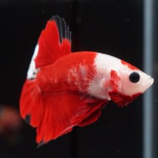 画像4: HMPK　紅白 (4)