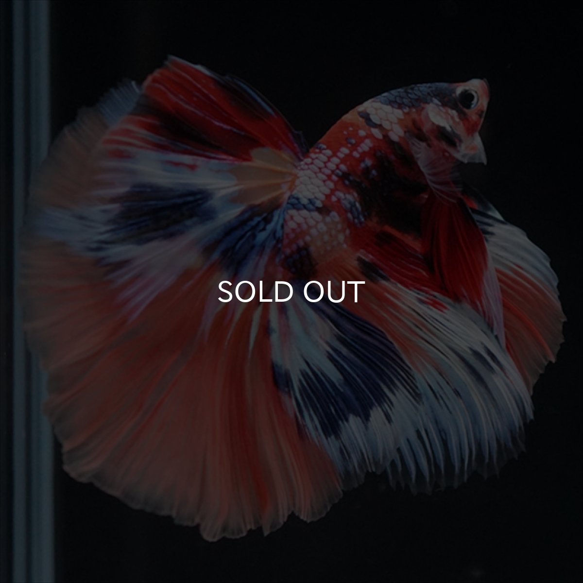 画像17: HM　キャンディギャラクシー (17)