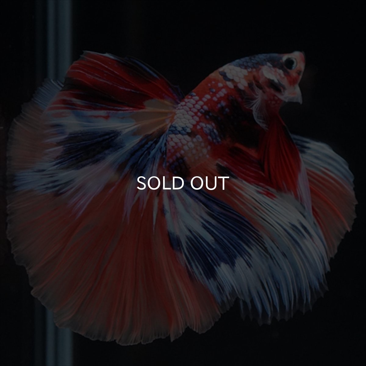 画像16: HM　キャンディギャラクシー (16)