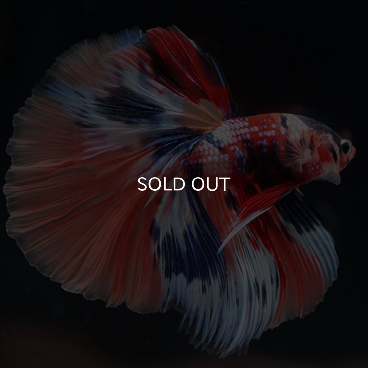 画像15: HM　キャンディギャラクシー (15)