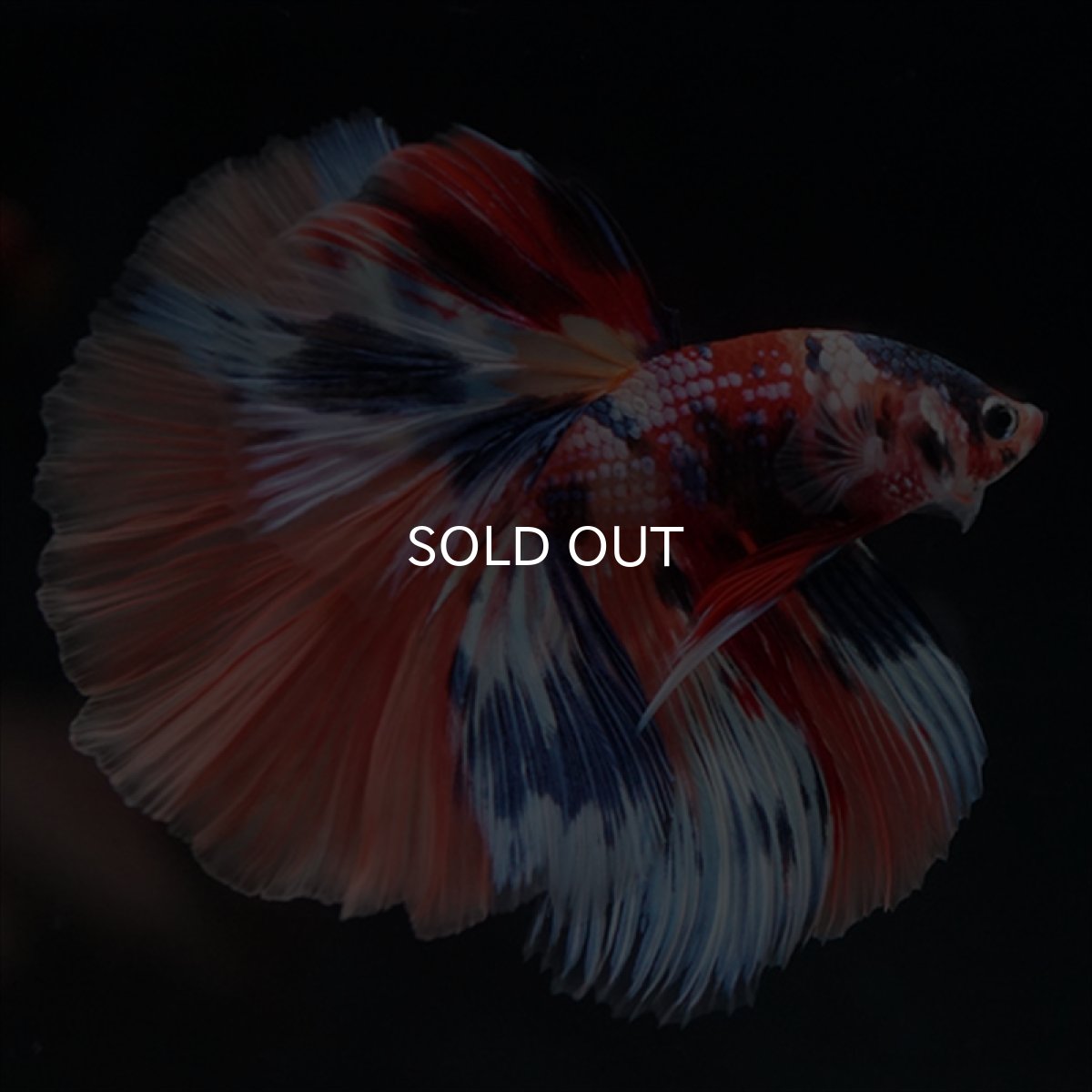 画像14: HM　キャンディギャラクシー (14)