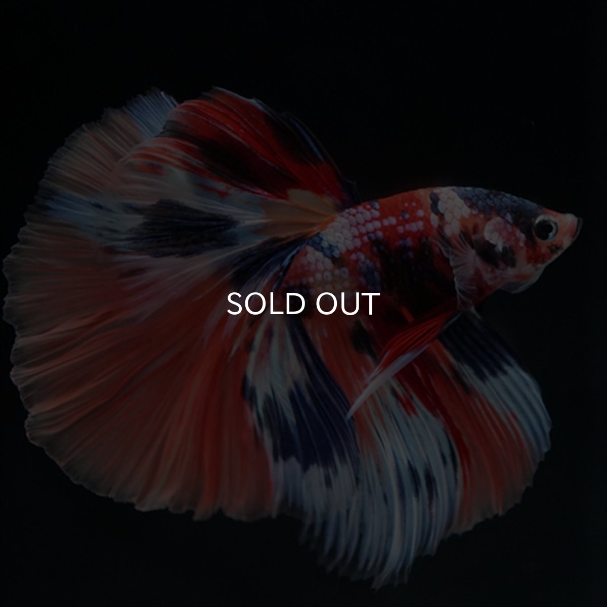 画像13: HM　キャンディギャラクシー (13)