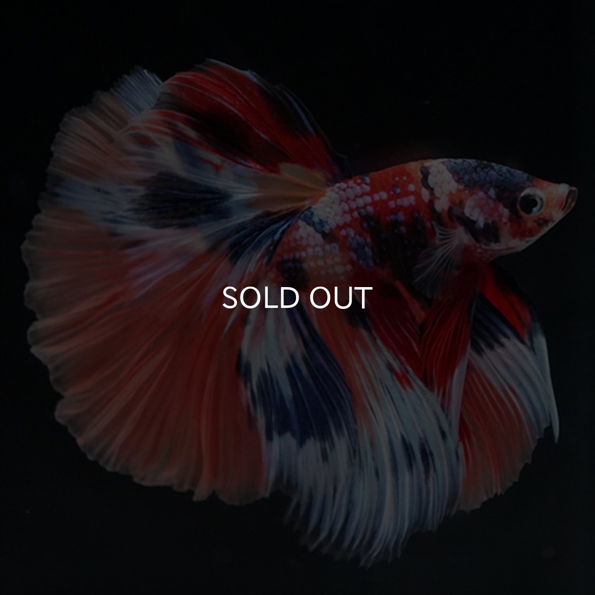 画像12: HM　キャンディギャラクシー (12)