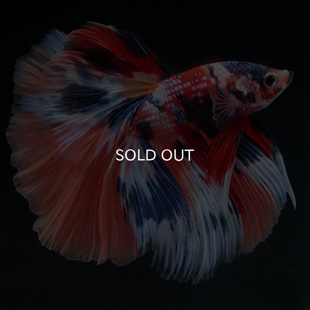 画像1: HM　キャンディギャラクシー (1)