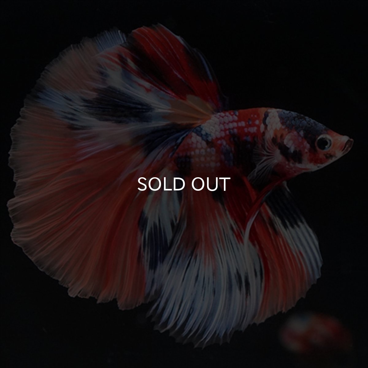 画像11: HM　キャンディギャラクシー (11)