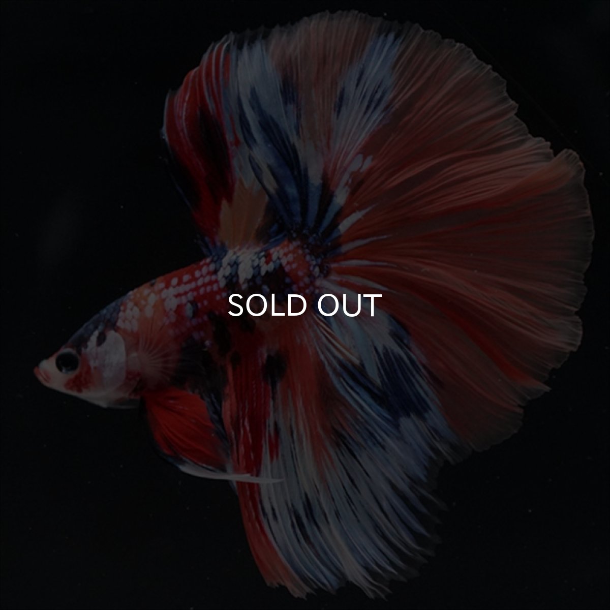 画像2: HM　キャンディギャラクシー (2)