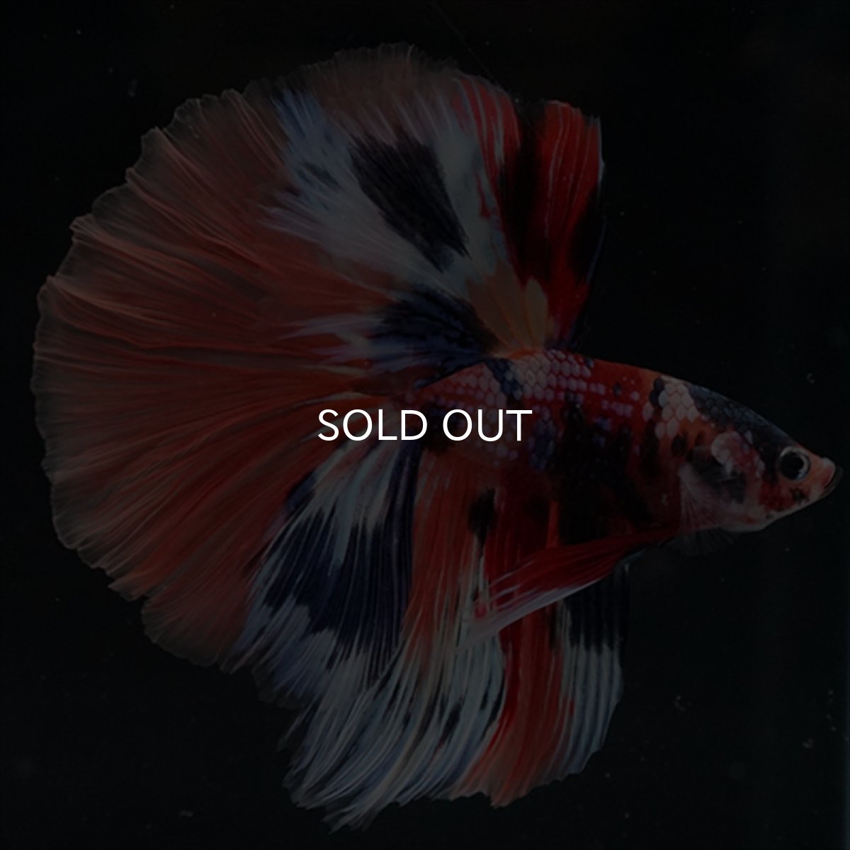 画像10: HM　キャンディギャラクシー (10)