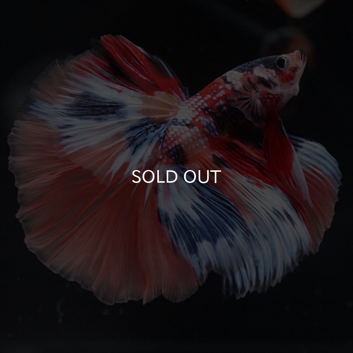 画像3: HM　キャンディギャラクシー (3)